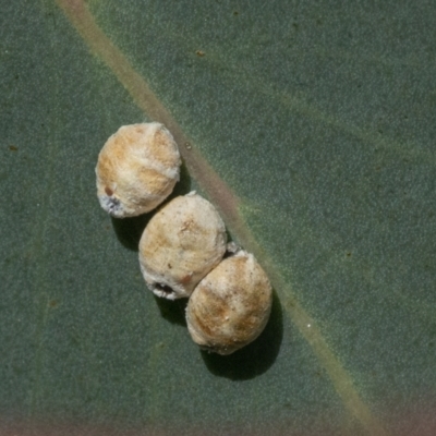 Unidentified Scale insect or Mealybug (Hemiptera, Coccoidea) at Googong, NSW - 31 Dec 2020 by WHall