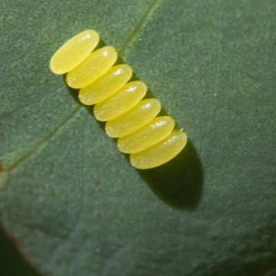 Paropsis (paropsine) genus-group (Unidentified 'paropsine' leaf beetle) at QPRC LGA - 31 Dec 2020 by WHall