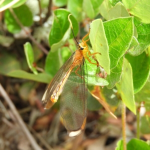 Nymphes myrmeleonoides at Brindabella, NSW - 30 Dec 2020