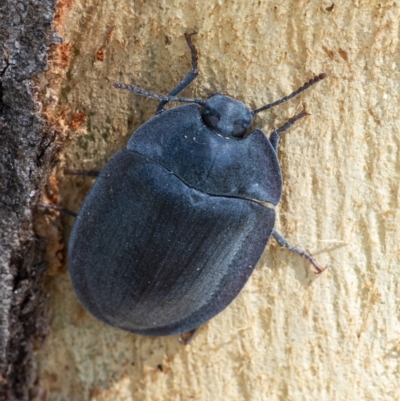 Pterohelaeus sp. (genus) (Pie-dish beetle) at Googong, NSW - 31 Dec 2020 by WHall