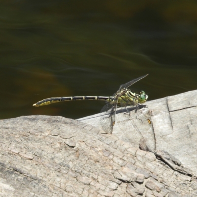 Austrogomphus guerini (Yellow-striped Hunter) at Brindabella, NSW - 30 Dec 2020 by MatthewFrawley