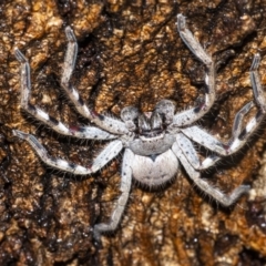 Isopeda sp. (genus) (Huntsman Spider) at QPRC LGA - 29 Dec 2020 by WHall