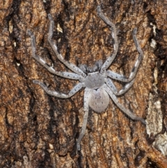 Isopeda sp. (genus) at Googong, NSW - 29 Dec 2020
