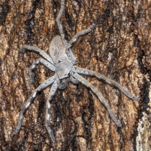 Isopeda sp. (genus) at Googong, NSW - 29 Dec 2020