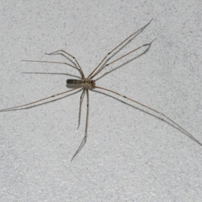 Pholcus phalangioides (Daddy-long-legs spider) at QPRC LGA - 27 Dec 2020 by WHall