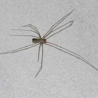 Pholcus phalangioides (Daddy-long-legs spider) at Googong, NSW - 28 Dec 2020 by WHall