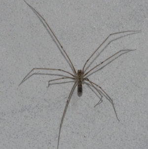 Pholcus phalangioides at Googong, NSW - 28 Dec 2020