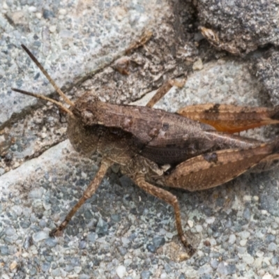 Phaulacridium vittatum (Wingless Grasshopper) at QPRC LGA - 30 Dec 2020 by WHall