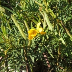 Senna aciphylla (Sprawling Cassia) at Nangus, NSW - 26 Apr 2005 by abread111