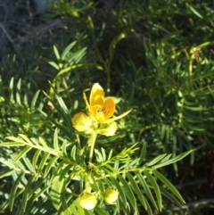 Senna aciphylla at Nangus, NSW - 26 Apr 2005