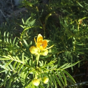 Senna aciphylla at Nangus, NSW - 26 Apr 2005 11:02 AM