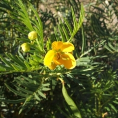 Senna aciphylla at Nangus, NSW - 26 Apr 2005 11:02 AM