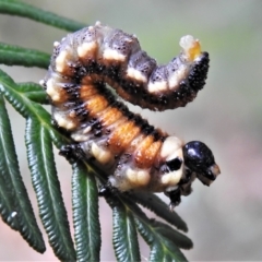 Perginae sp. (subfamily) (Unidentified pergine sawfly) at Paddys River, ACT - 31 Dec 2020 by JohnBundock