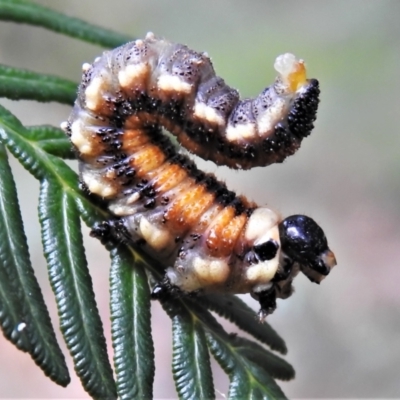 Perginae sp. (subfamily) (Unidentified pergine sawfly) at Paddys River, ACT - 31 Dec 2020 by JohnBundock