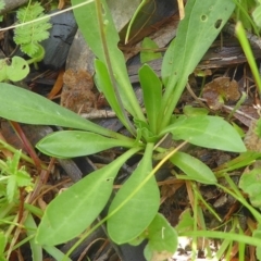 Lagenophora montana (Mountain Lagenophora) at Bolaro, NSW - 17 Dec 2020 by DavidMcKay