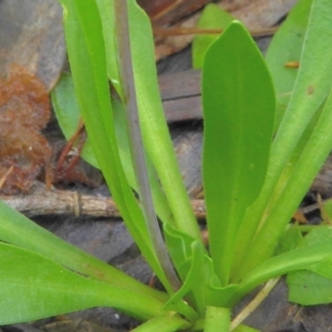 Lagenophora montana at Bolaro, NSW - 17 Dec 2020