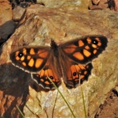 Geitoneura klugii (Marbled Xenica) at Paddys River, ACT - 31 Dec 2020 by JohnBundock