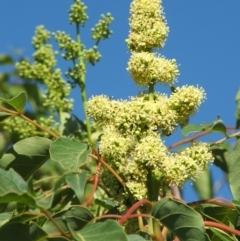 Ailanthus altissima (Tree-of-Heaven) at Jones Creek, NSW - 7 May 2005 by abread111