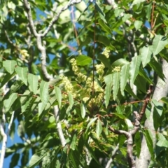 Ailanthus altissima at Jones Creek, NSW - 7 May 2005