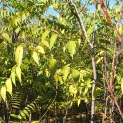 Ailanthus altissima at Jones Creek, NSW - 7 May 2005