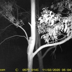 Petaurus norfolcensis (Squirrel Glider) at Jack Eames Reserve - 1 Nov 2020 by DMeco