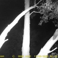Petaurus norfolcensis (Squirrel Glider) at Monitoring Site 103 - Riparian - 2 Nov 2020 by DMeco