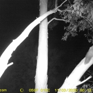 Petaurus norfolcensis at Wodonga, VIC - 3 Nov 2020 01:58 AM