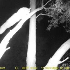 Petaurus norfolcensis at Wodonga, VIC - 3 Nov 2020 01:58 AM
