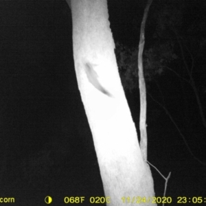 Petaurus norfolcensis at Wodonga, VIC - 24 Nov 2020 11:05 PM
