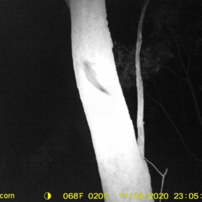 Petaurus norfolcensis (Squirrel Glider) at Jack Perry Reserve - 24 Nov 2020 by DMeco