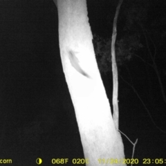 Petaurus norfolcensis (Squirrel Glider) at Wodonga, VIC - 24 Nov 2020 by DMeco