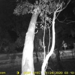 Petaurus norfolcensis at Undefined Area - 10 Nov 2020 11:47 PM