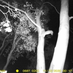 Petaurus norfolcensis (Squirrel Glider) at Monitoring Site 117 - Road - 11 Nov 2020 by DMeco
