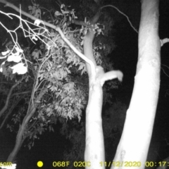 Petaurus norfolcensis (Squirrel Glider) at Bandiana, VIC - 12 Nov 2020 by DMeco