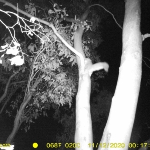 Petaurus norfolcensis at Bandiana, VIC - 12 Nov 2020 12:17 AM