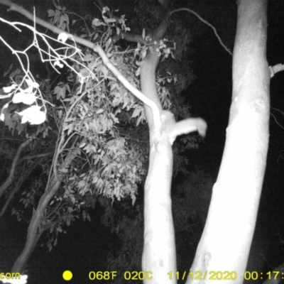 Petaurus norfolcensis (Squirrel Glider) at Bandiana, VIC - 12 Nov 2020 by DMeco