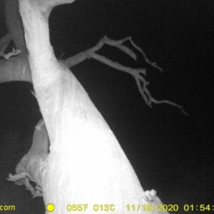 Petaurus norfolcensis at Baranduda, VIC - 19 Nov 2020 01:14 AM