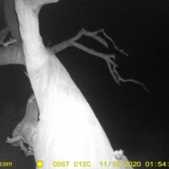 Petaurus norfolcensis (Squirrel Glider) at Monitoring Site 119 - Road - 18 Nov 2020 by DMeco
