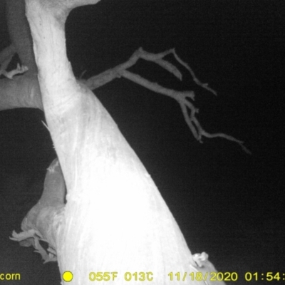 Petaurus norfolcensis (Squirrel Glider) at Monitoring Site 119 - Road - 18 Nov 2020 by DMeco