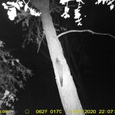 Petaurus norfolcensis (Squirrel Glider) at Monitoring Site 123 - Revegetation - 8 Nov 2020 by DMeco