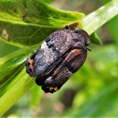 Platybrachys vidua (Eye-patterned Gum Hopper) at Tidbinbilla Nature Reserve - 31 Dec 2020 by JohnBundock