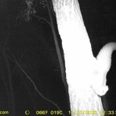 Petaurus norfolcensis (Squirrel Glider) at Baranduda, VIC - 12 Nov 2020 by DMeco