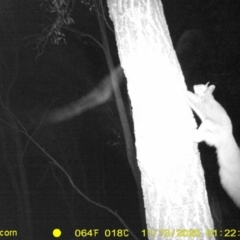 Petaurus norfolcensis at Undefined Area - 13 Nov 2020 01:22 AM