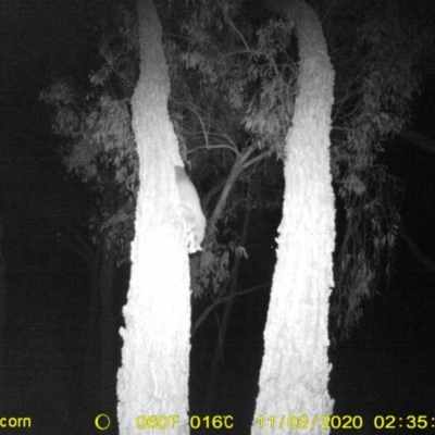 Petaurus norfolcensis (Squirrel Glider) at WREN Reserves - 3 Nov 2020 by DMeco