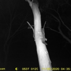 Petaurus norfolcensis (Squirrel Glider) at Leneva, VIC - 4 Nov 2020 by DMeco