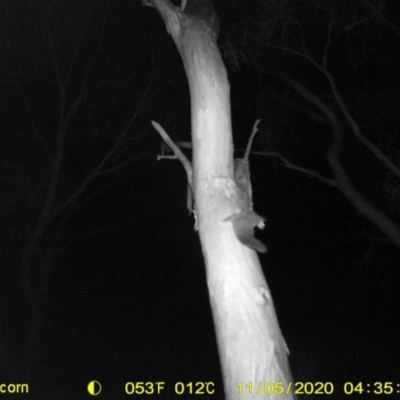 Petaurus norfolcensis (Squirrel Glider) at Monitoring Site 129 - Revegetation - 4 Nov 2020 by DMeco