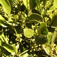 Notothixos cornifolius (Kurrajong Mistletoe) at Jones Creek, NSW - 11 May 2005 by abread111