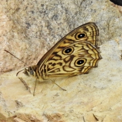 Geitoneura acantha (Ringed Xenica) at Tidbinbilla Nature Reserve - 31 Dec 2020 by JohnBundock