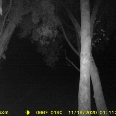 Petaurus norfolcensis (Squirrel Glider) at Monitoring Site 151 - Riparian - 18 Nov 2020 by DMeco