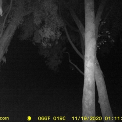 Petaurus norfolcensis (Squirrel Glider) at Bandiana, VIC - 19 Nov 2020 by DMeco